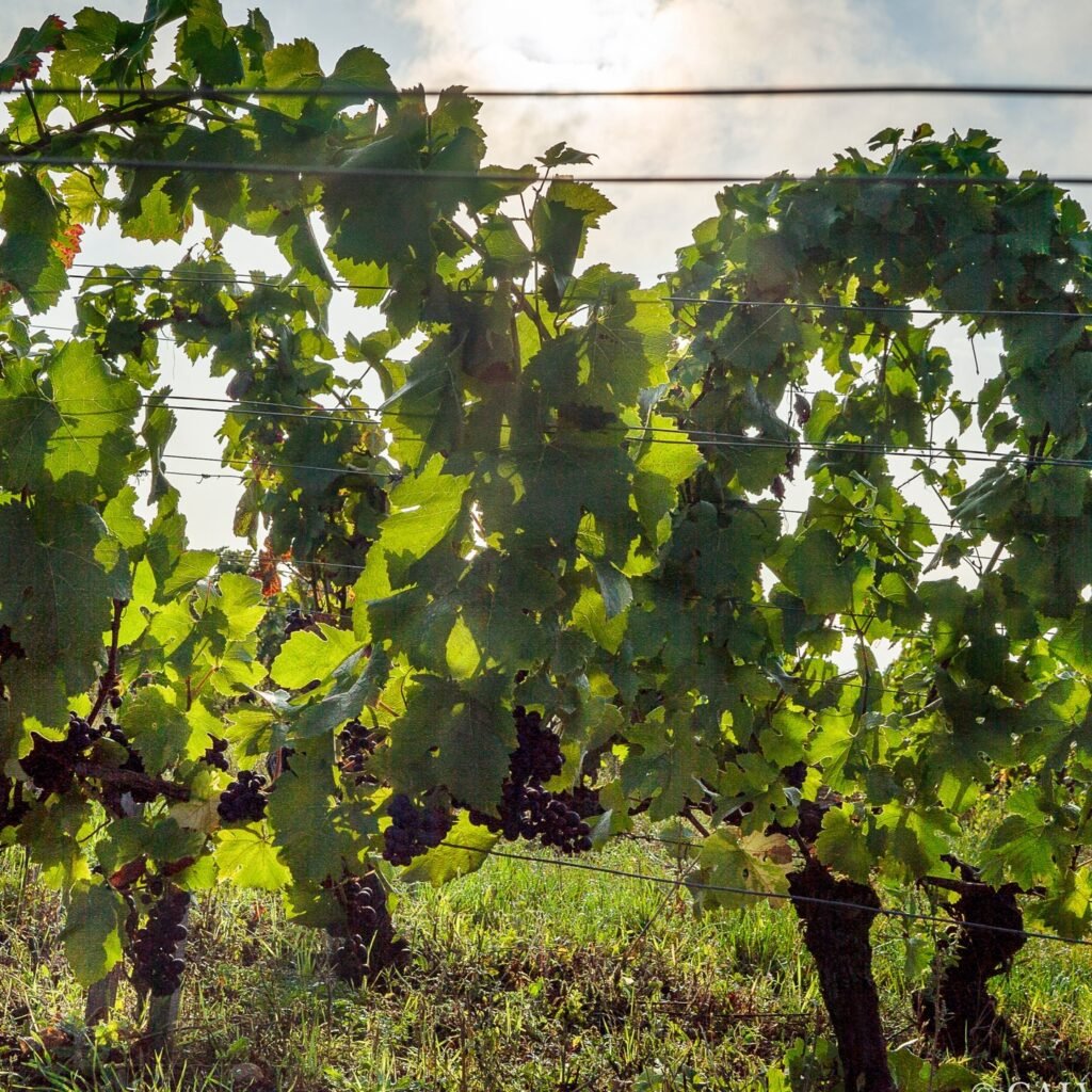 Instagram post from burgundywineclub. This post is in position 2.
