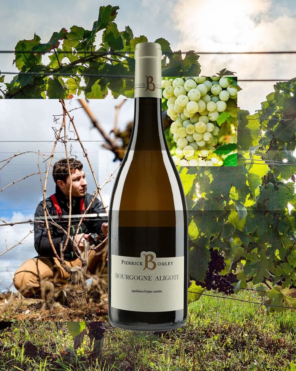 Instagram post from burgundywineclub. This post is in position 0.