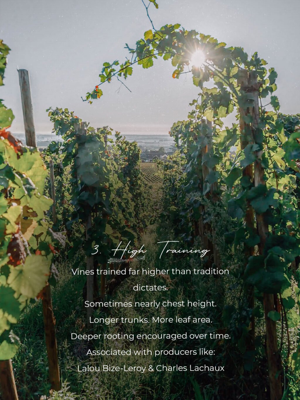 Instagram post from burgundywineclub. This post is in position 3.