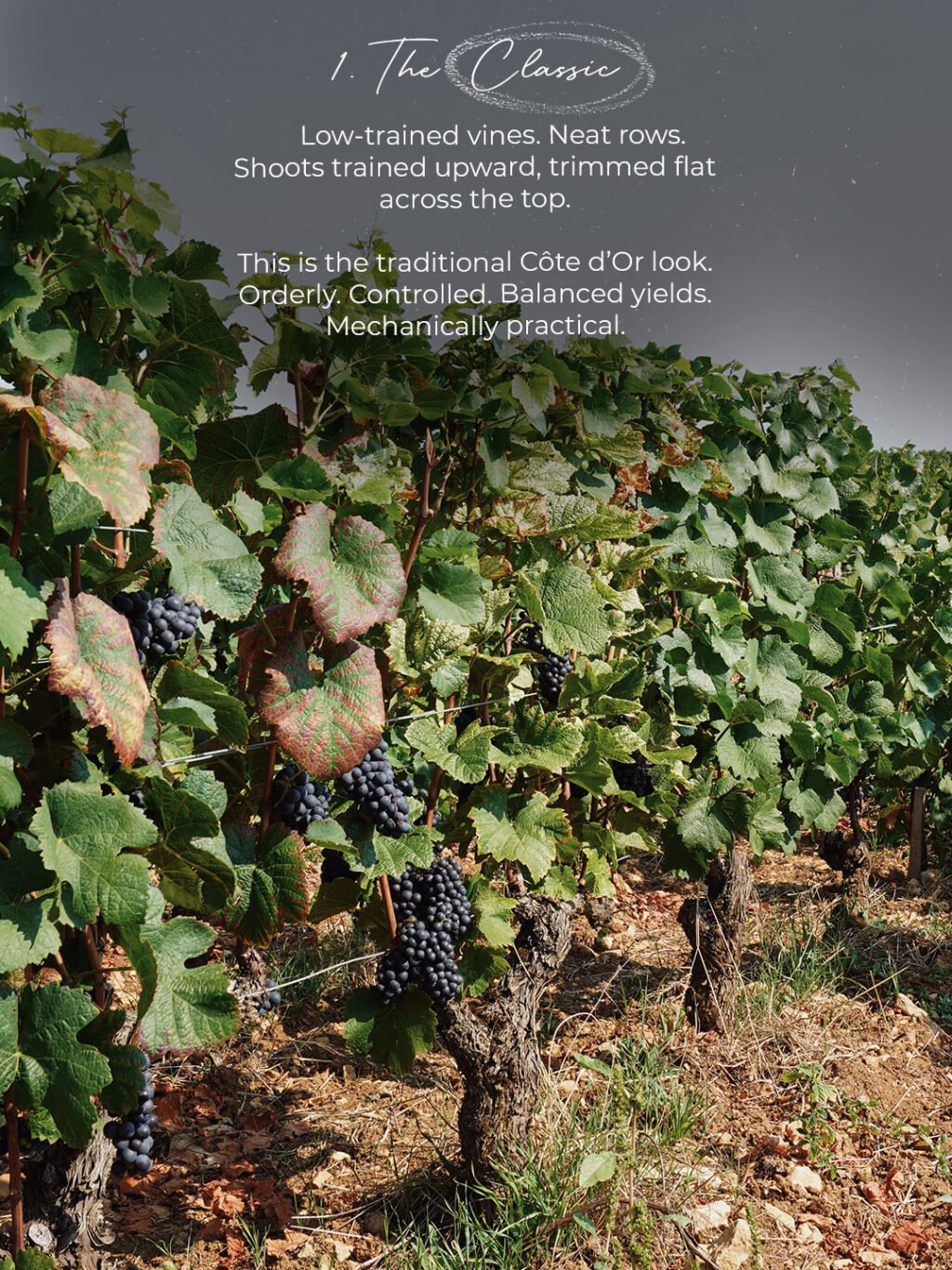 Instagram post from burgundywineclub. This post is in position 1.