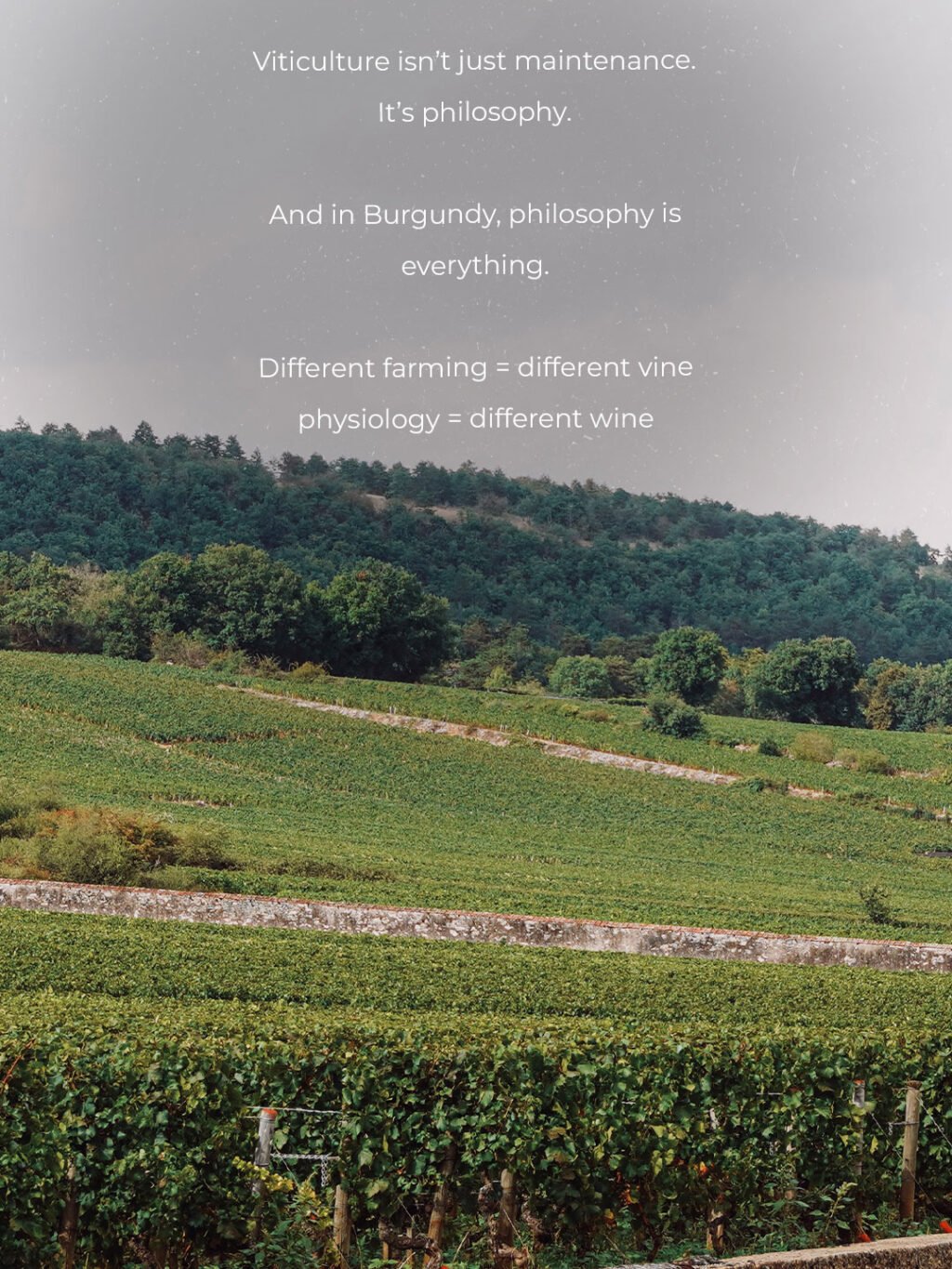 Instagram post from burgundywineclub. This post is in position 4.