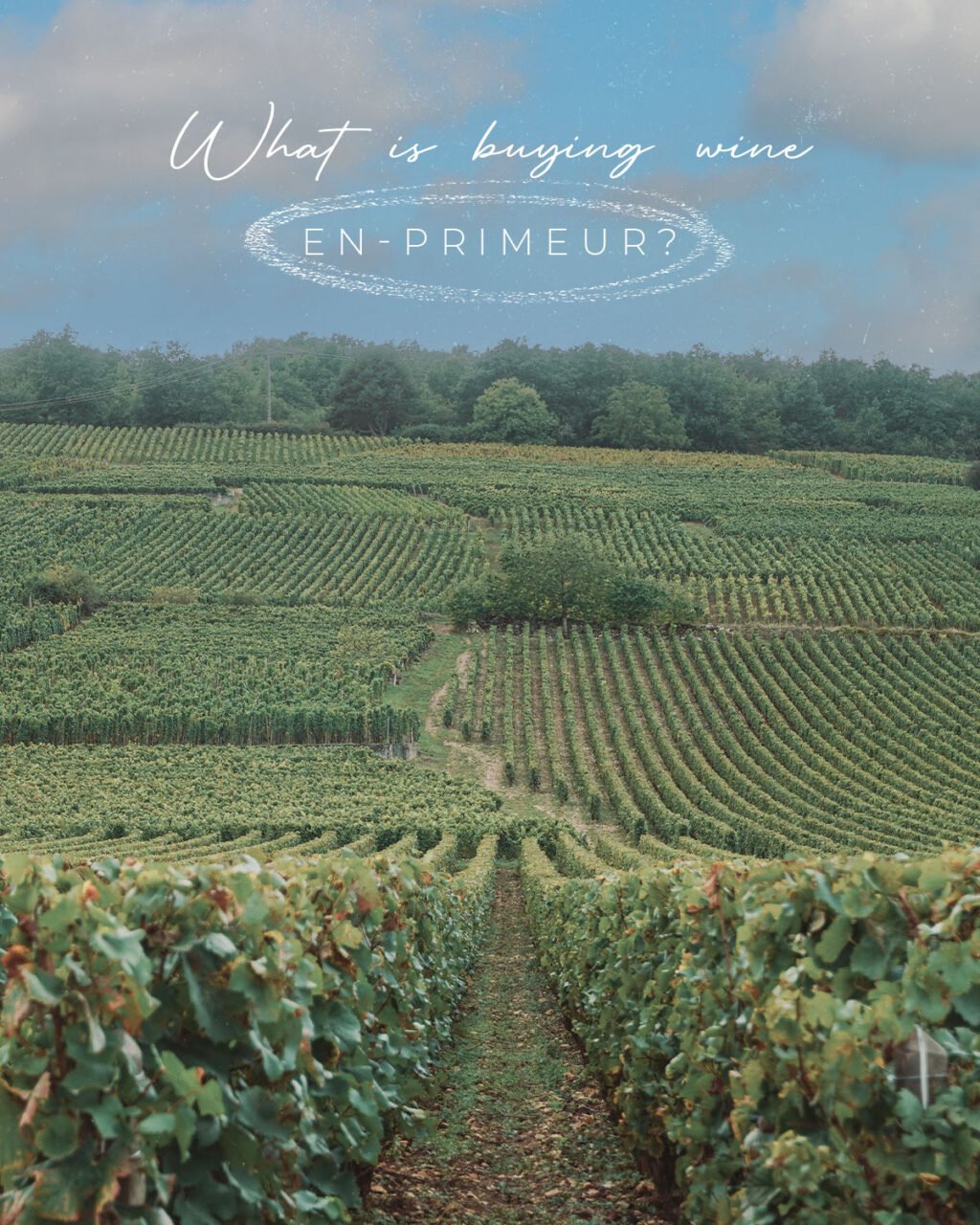 Instagram post from burgundywineclub. This post is in position 0.