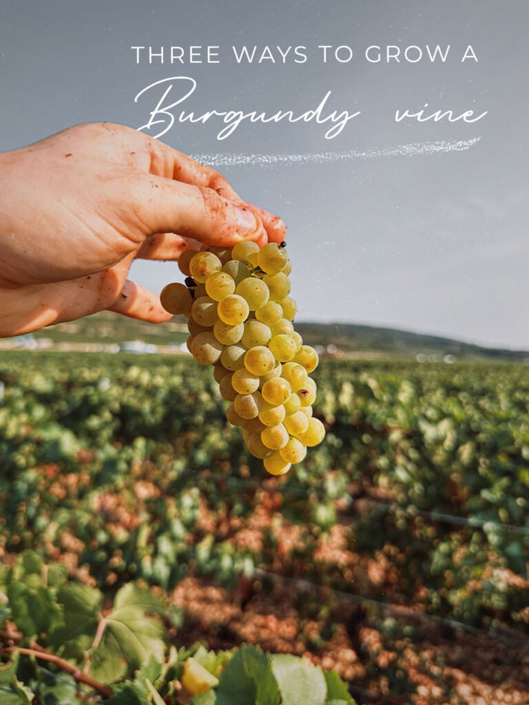 Instagram post from burgundywineclub. This post is in position 1.