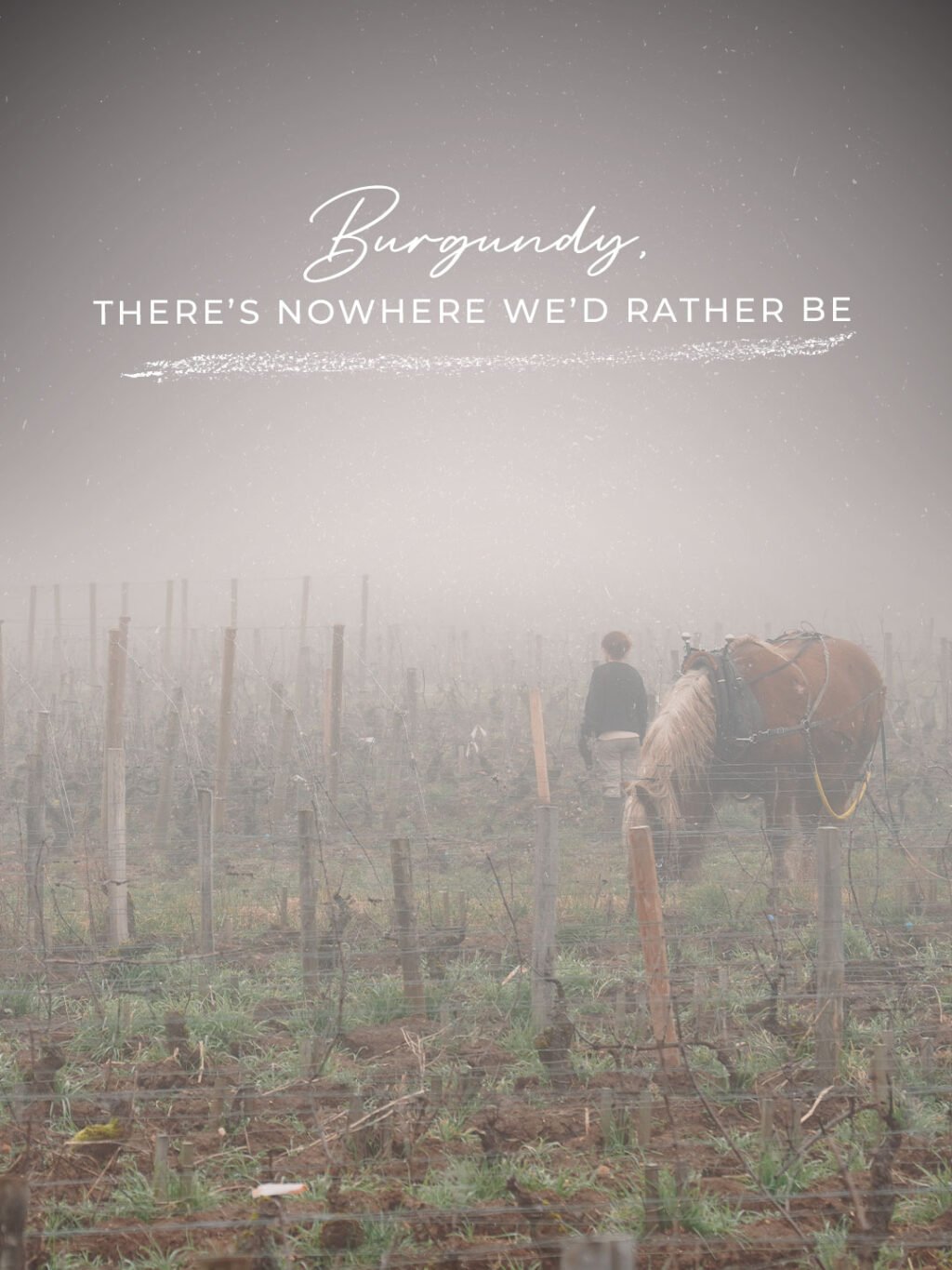 Instagram post from burgundywineclub. This post is in position 6.