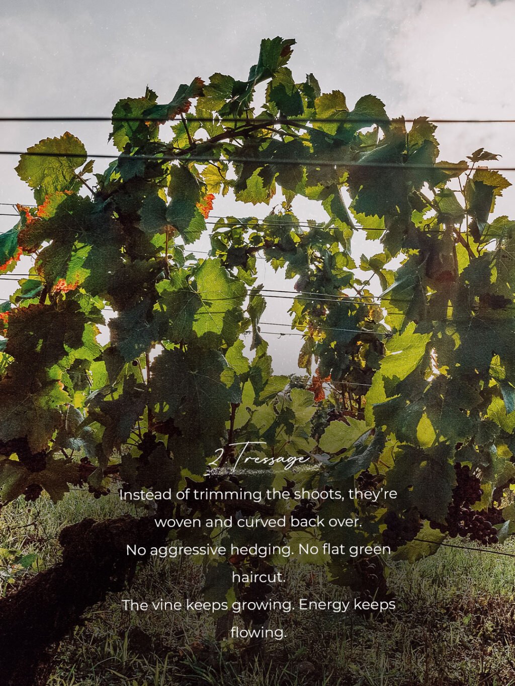 Instagram post from burgundywineclub. This post is in position 2.