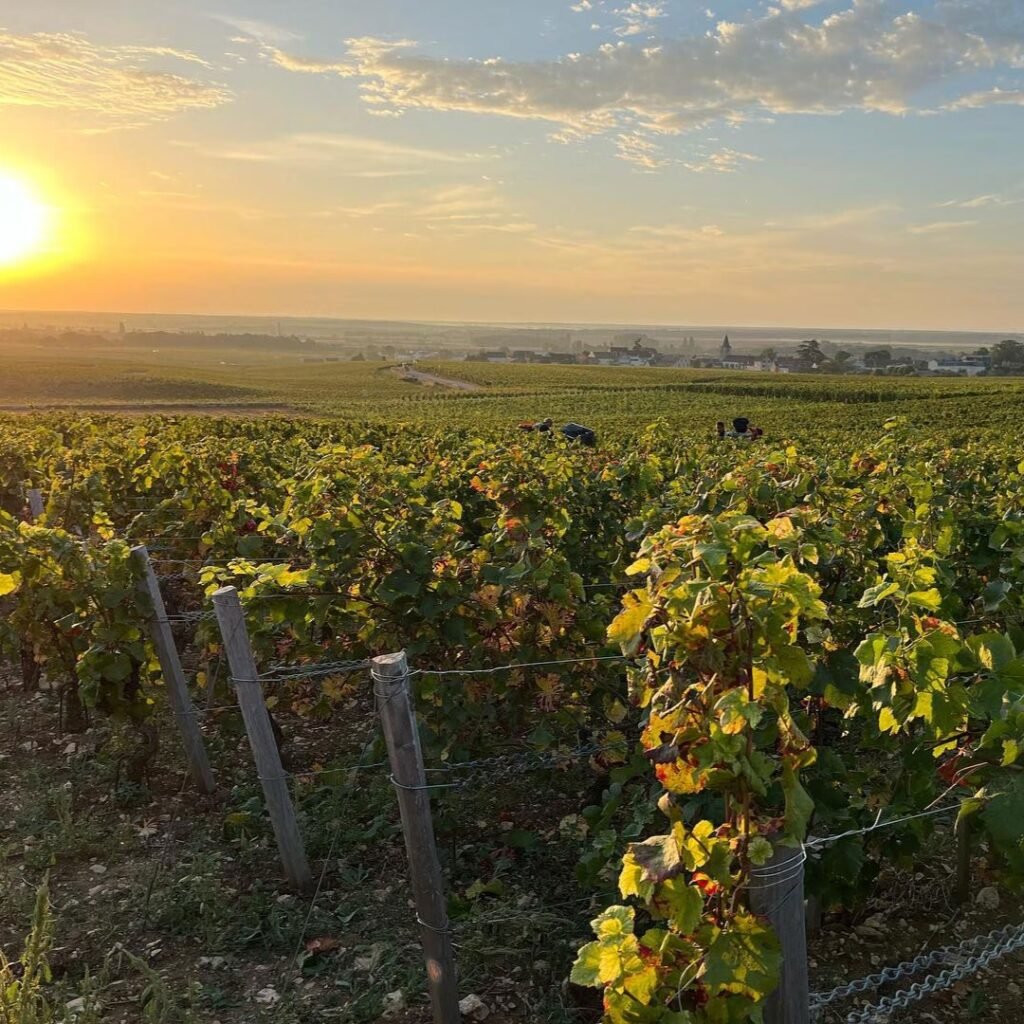 Instagram post from burgundywineclub. This post is in position 3.